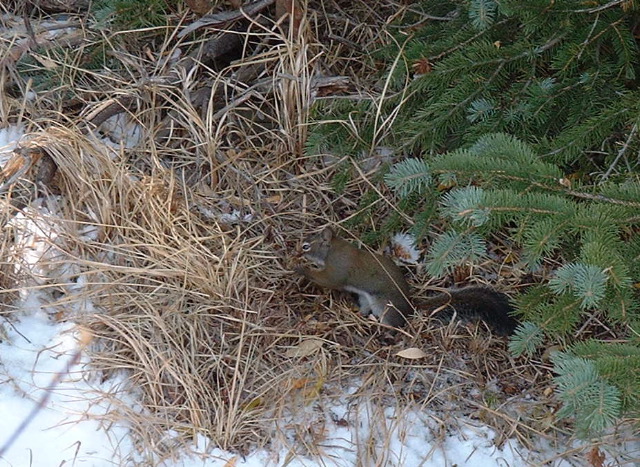 Red squirrel