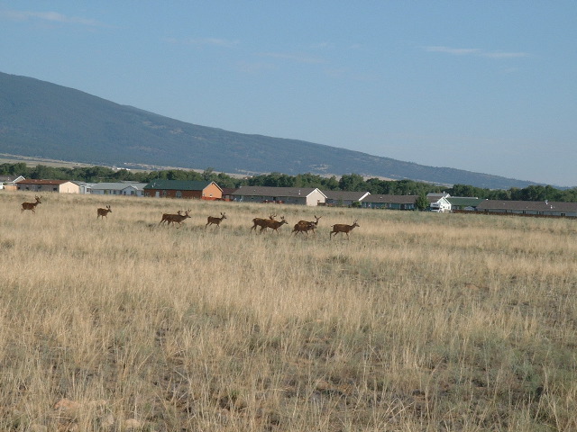 Deer crossing